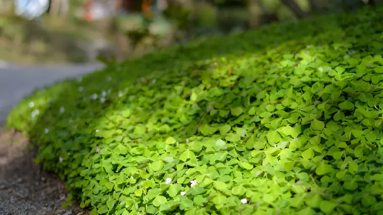 Close-up of a dense clover ground cover beside a pathway.
