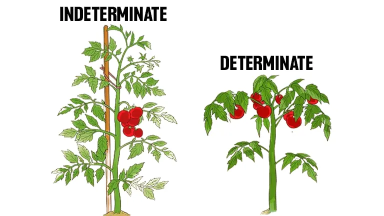 Illustration comparing the growth habits of indeterminate and determinate tomato plants.
