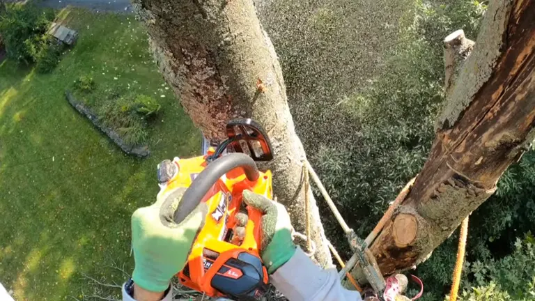 Person cutting on the top of the tree using ECHO DCS-2500T