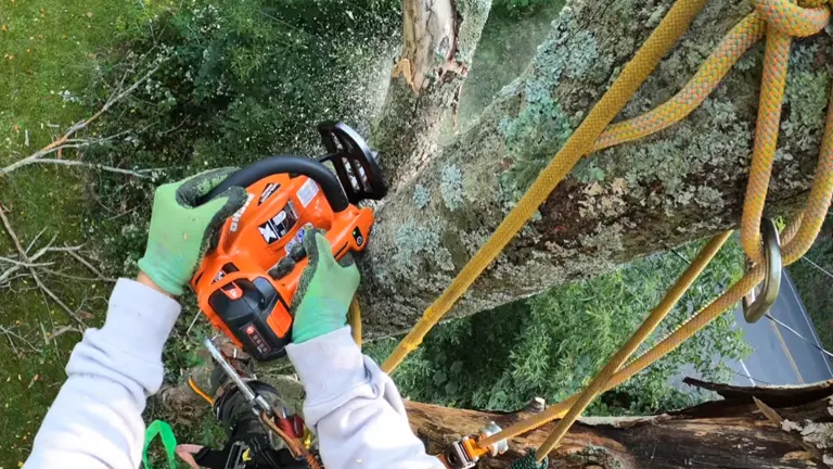 Arborist cutting branch on the top of the tree using ECHO DCS-2500T