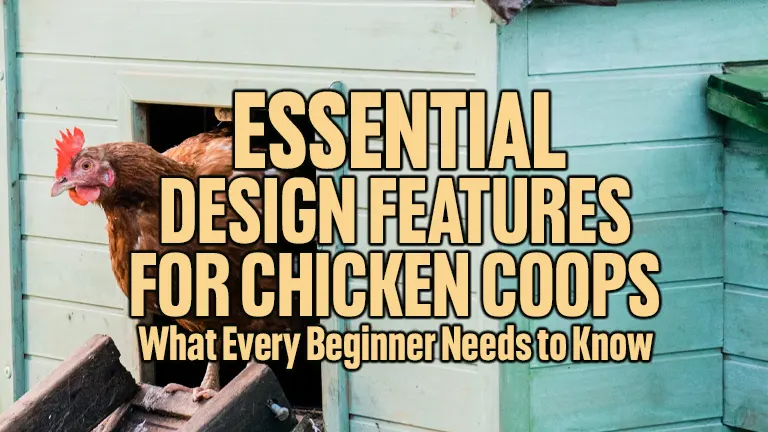 Essential Design Features for Chicken Coops: What Every Beginner Needs to Know