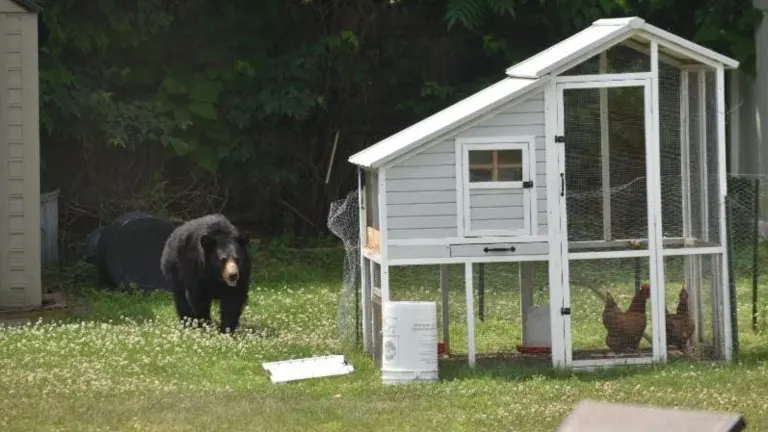 A small white chicken coop with a fenced enclosure in a field, a bear approaching in the background.
