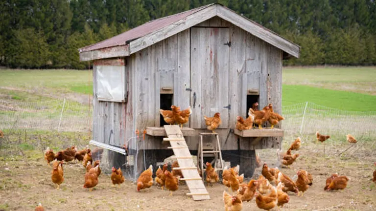 A rustic, weathered wooden chicken coop in a field surrounded by free-roaming orange chickens.
