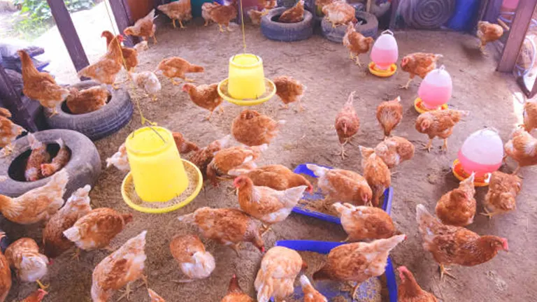 Interior view of a chicken coop showing hens feeding on grain from several yellow feeders.
