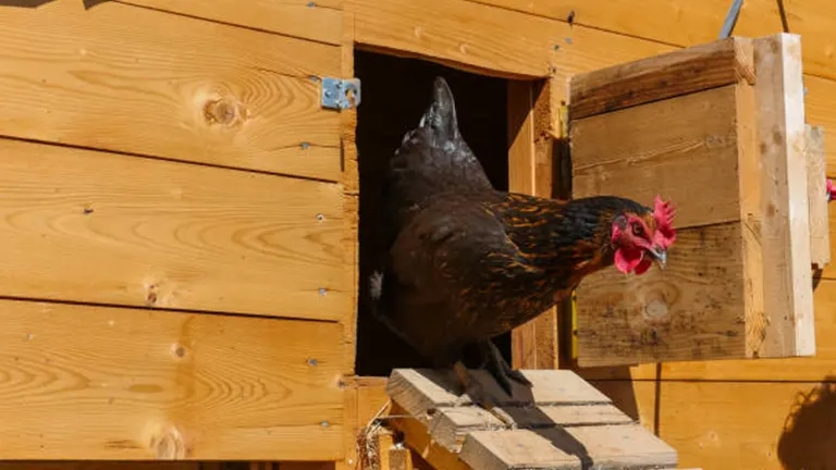 A black hen peeking out from a wooden nesting box built into the side of a coop.
