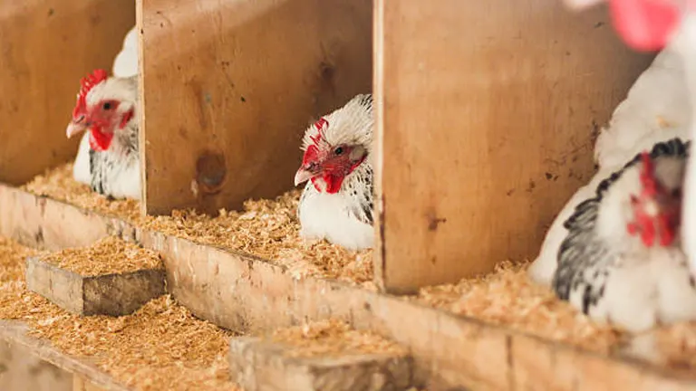 Several chickens inside a coop, visible through wooden dividers in a row of nesting boxes.
