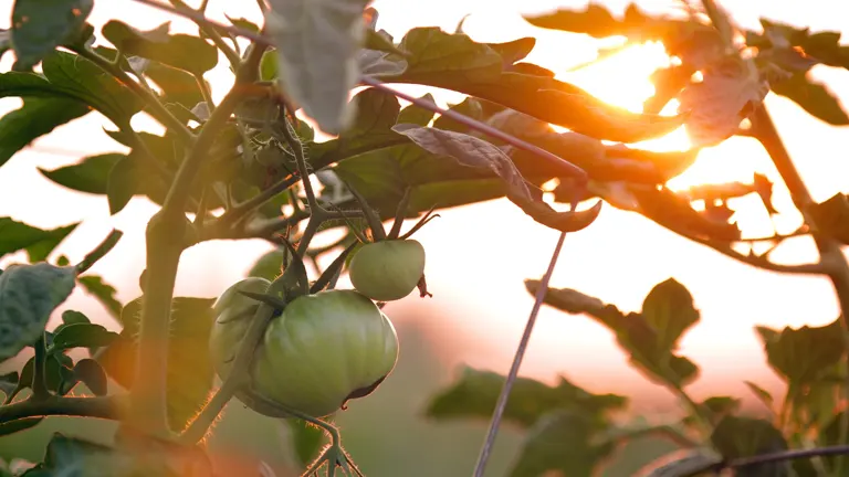 Young green tomatoes on a vine bathed in golden sunset light.
