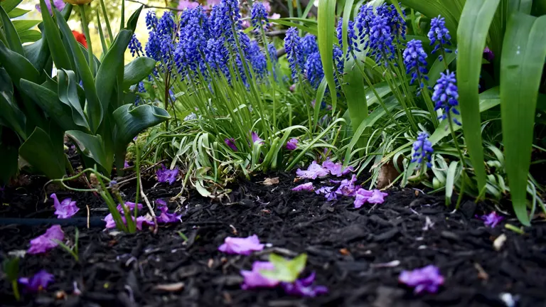 Garden bed covered with dark mulch, featuring blue flowers and green plants.
