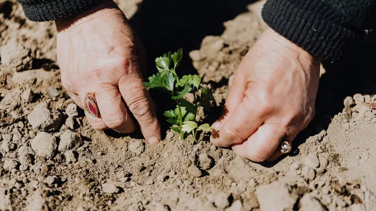 Elderly hands planting a small parsley plant in sunlit soil.