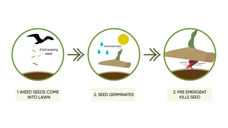 Diagram how pre-emergent herbicide work