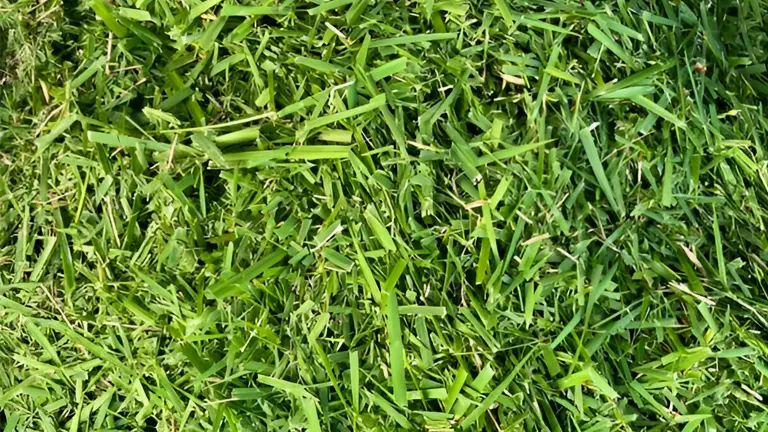Grass Clippings