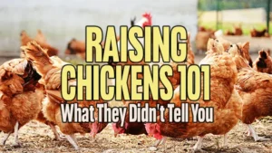 Raising Chickens 101 What They Didn't Tell You