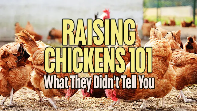 Raising Chickens 101: What They Didn't Tell You