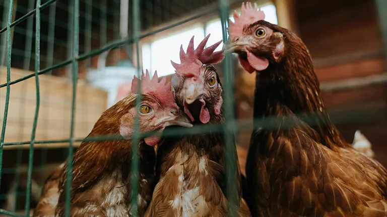 Three chickens peering through a wire mesh fence in a coop.