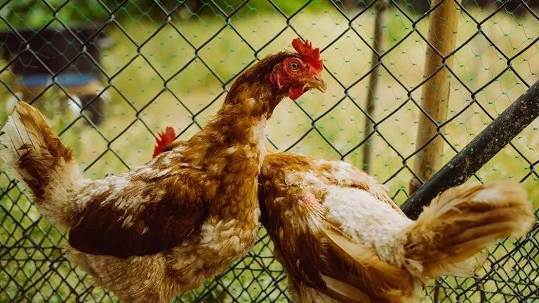 A single brown chicken looking alert in a fenced area.