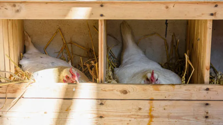 Two white chickens resting in a shaded area of a wooden coop.