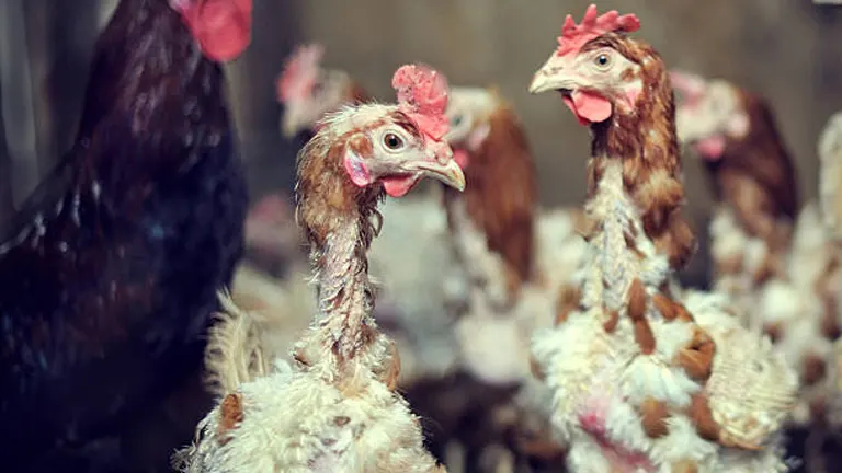 Several disheveled chickens in a cramped, poor condition coop.