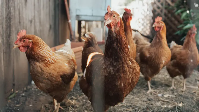 A flock of brown chickens walking confidently in a backyard.