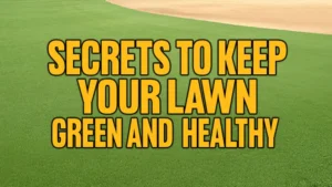 Secrets to Keep Your Lawn Green and Healthy