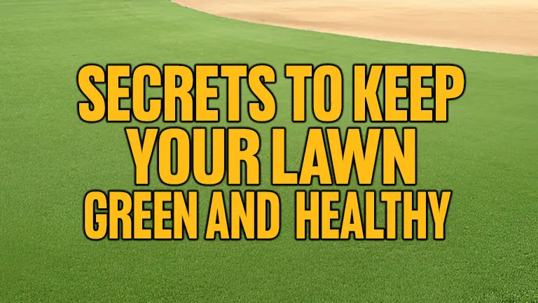 Secrets to Keep Your Lawn Green and Healthy
