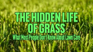 The Hidden Life of Grass What Most People Don't Know About Lawn Care