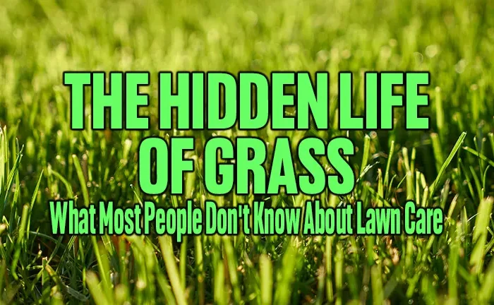 The Hidden Life of Grass: What Most People Don’t Know About Lawn Care