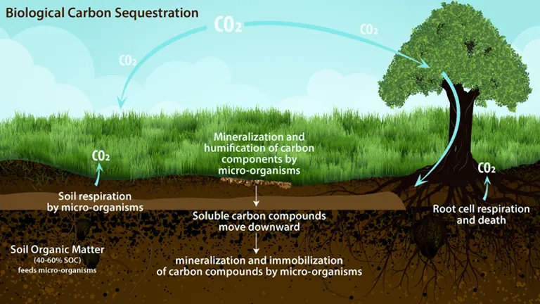 Illustration of biological carbon sequestration showing grass, a tree, and carbon flow in the soil.
