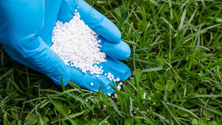 Hand in blue glove holding white fertilizer granules over a patch of clover and grass.
