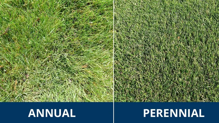 Comparison image showing annual grass on the left and perennial grass on the right.
