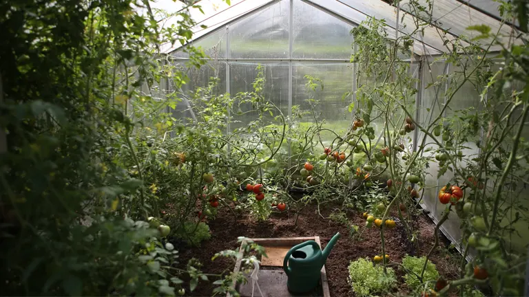 Interior of a greenhouse filled with mature tomato plants and a watering can.