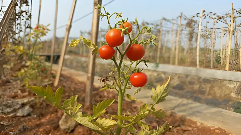 Ripe cherry tomatoes on a vine in an outdoor garden, with empty trellises in the background.