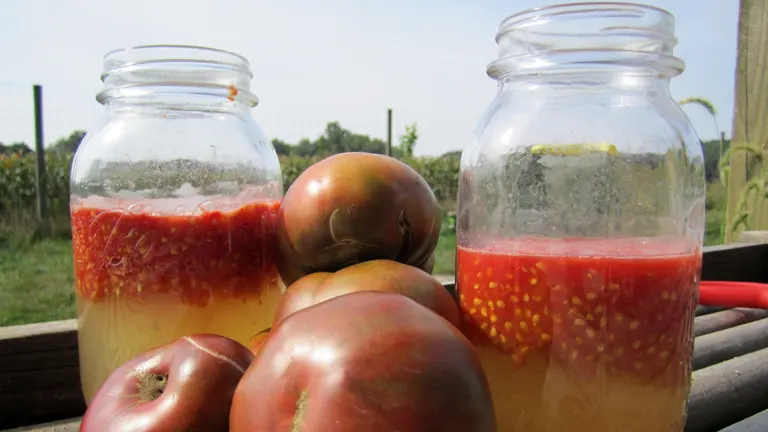 Jars filled with tomato seeds and pulp fermenting on a wooden surface outdoors.