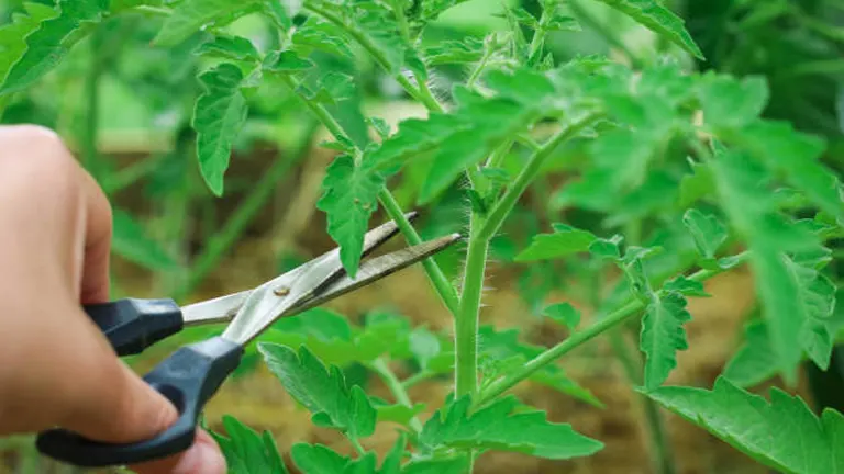 Close-up of hands using scissors to prune a tomato plant.