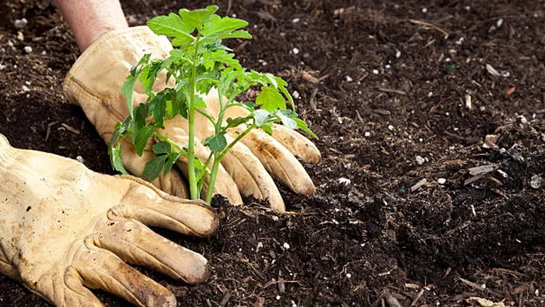 Gardener's gloved hands planting a young tomato plant in rich soil.