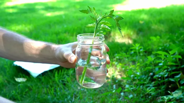 Hand holding a glass jar with a water-rooted tomato plant.