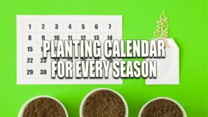 A creative gardening setup on a green background featuring a calendar, a small plant in a white envelope pot, and three pots filled with soil, arranged to represent a gardening schedule.
