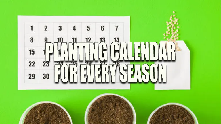 Planting Calendar for Every Season: Get the Best Out of Your Garden in 2024