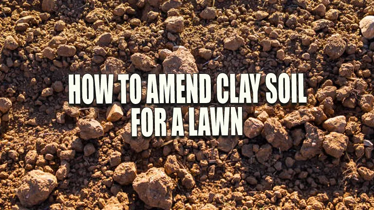 How to Amend Clay Soil for a Lawn: The Ultimate Success Guide