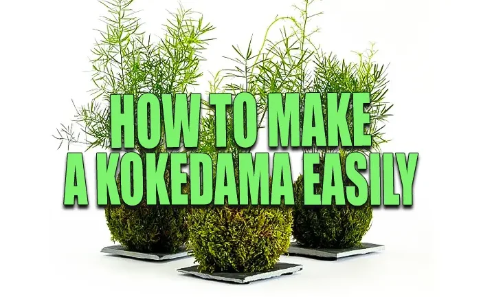 How to Make a Kokedama Easily: Master the Art of Japanese Moss Balls