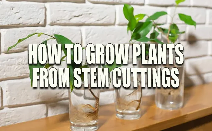 How to Grow Plants From Stem Cuttings: Master the Art Effortlessly