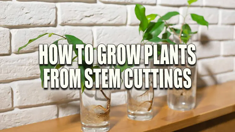 How to Grow Plants From Stem Cuttings: Master the Art Effortlessly