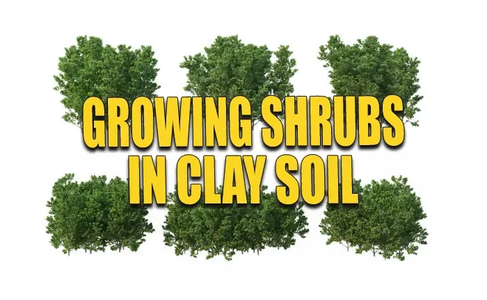 Growing Shrubs in Clay Soil: Discover the Keys to Vibrant Gardens
