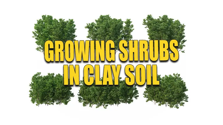 Growing Shrubs in Clay Soil: Discover the Keys to Vibrant Gardens