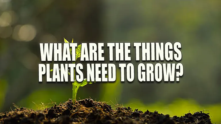What Are the Things Plants Need to Grow? Essential Tips for Robust Growth