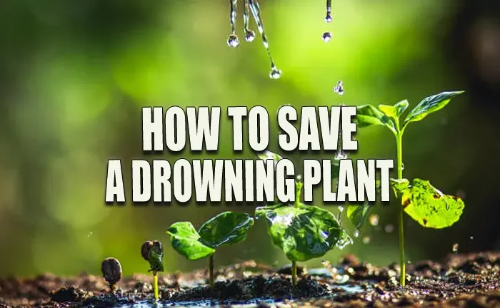 How to Save a Drowning Plant: Proven Success Strategies for Quick Recovery
