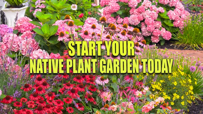 Start Your Native Plant Garden Today: A Comprehensive Beginner's Guide