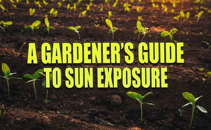 A Gardener’s Guide to Sun Exposure: Mastering Light for Optimal Garden Health