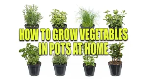 Assortment of eight different potted herbs arranged in two rows on a white background, including rosemary, basil, chives, and mint, among others, each in a black pot.