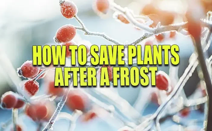 How to Save Plants After a Frost: Critical Steps to Prevent Total Loss