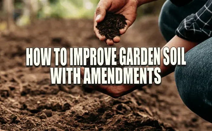 How to Improve Garden Soil With Amendments: Unlock the Secrets to Lush Growth